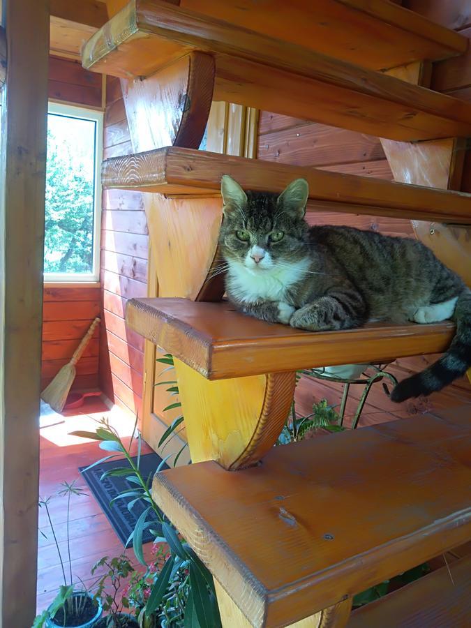 Котедж "Барвінок" Verkhovyna Extérieur photo